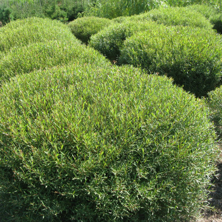 Salix purpurea «Nana»