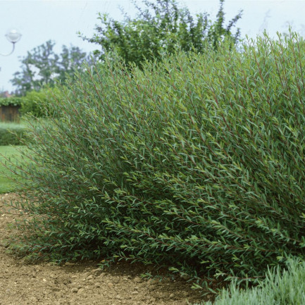 SALIX PURPUREA MAYAK2