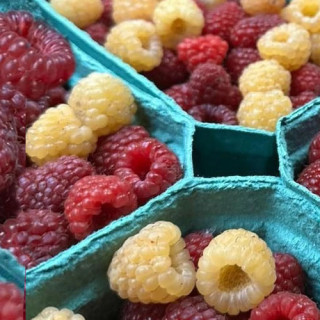 Саженцы малины Красная Гвардия